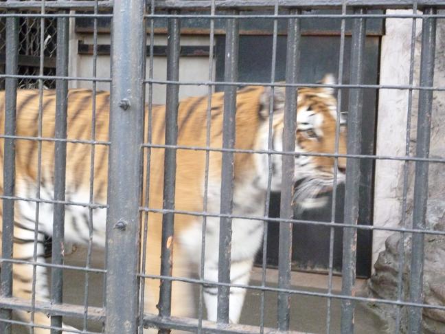 野毛山動物園1（レッサーパンダ、ライオン、トラ、タヌキ）_c0219090_2335122.jpg