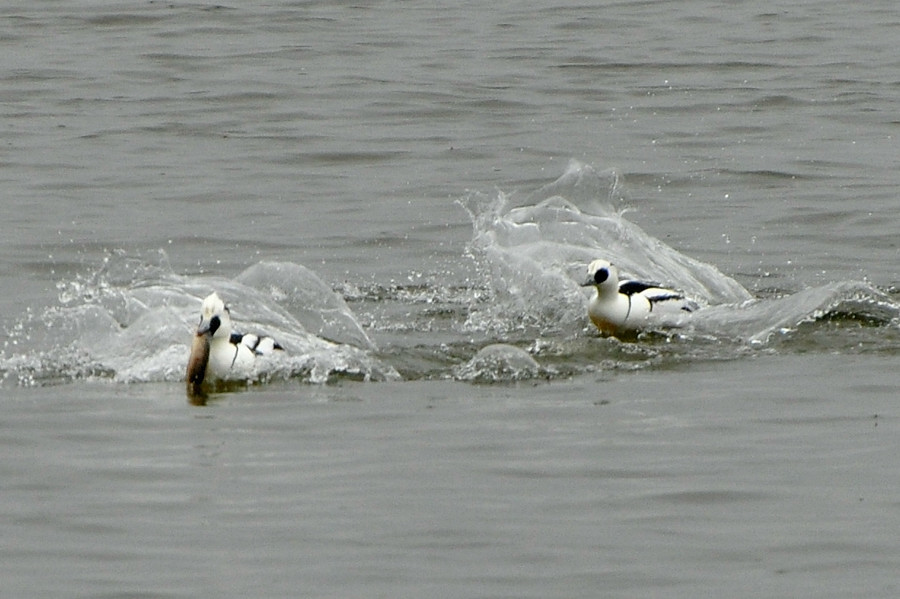 2012　01　19　雨天の鳥見_a0143491_19415057.jpg