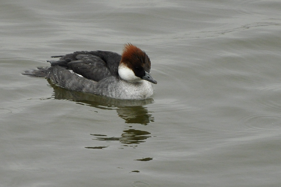 2012　01　19　雨天の鳥見_a0143491_19433346.jpg