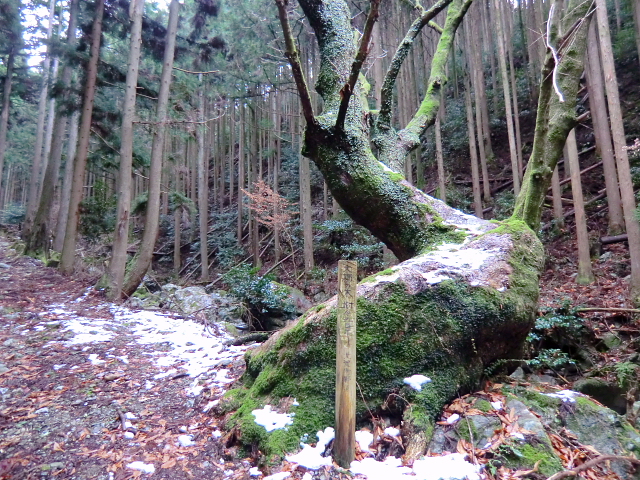 五ｹ所湾の見える　七洞岳 778.3M_d0170615_11134448.jpg