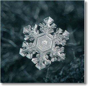 雪の結晶 Metamorphose 雪の結晶 Metamorphose