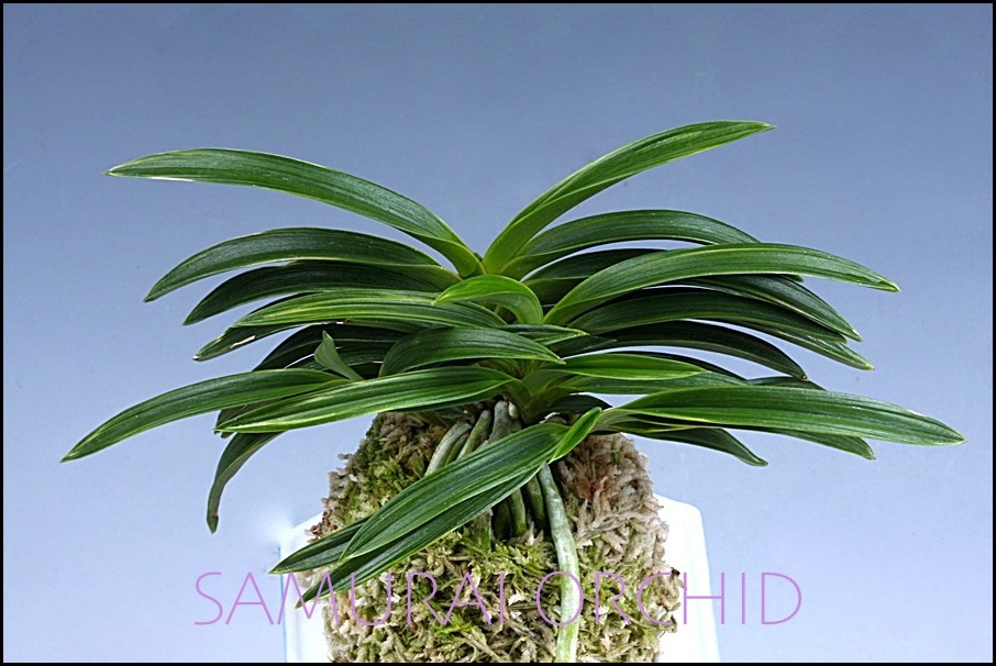 AMAMI 漢撃 HANRA : □ サムライ オーキッド □ 富貴蘭 セレクト