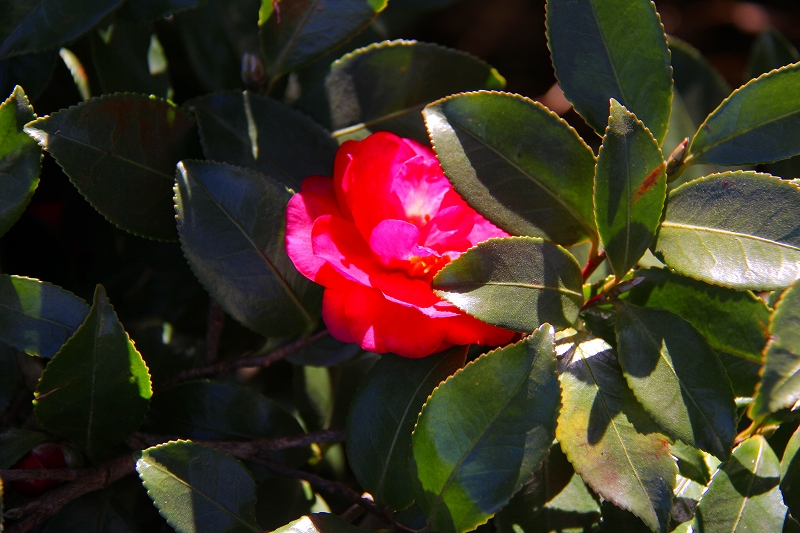f0229832_10431537.jpg