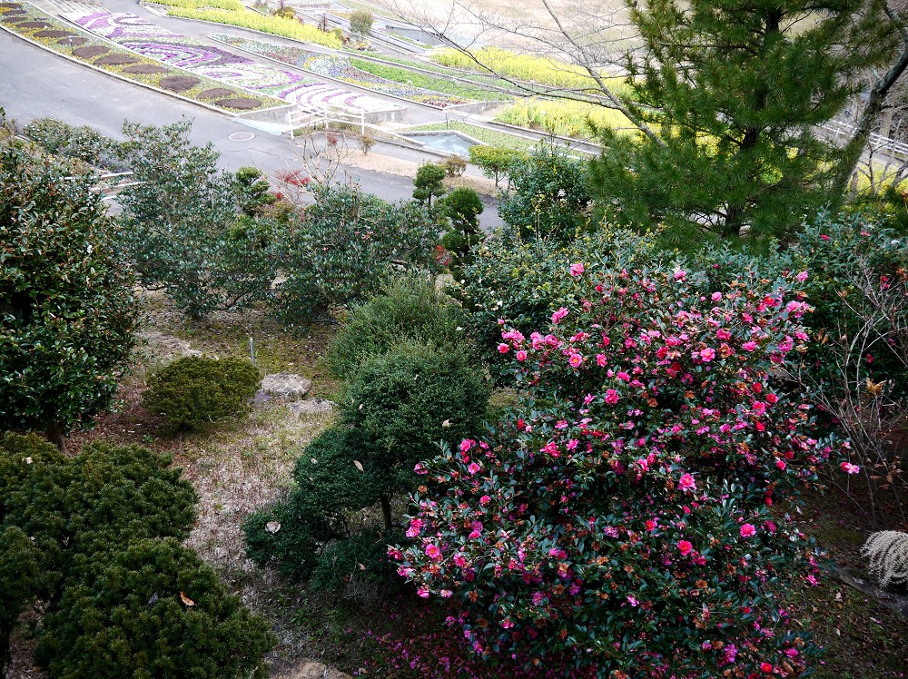 　　和歌山県植物公園緑花センター　_b0093754_2230533.jpg
