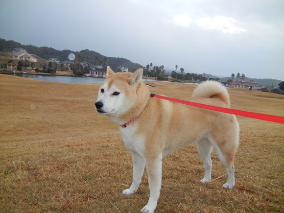 2012年1月21日(土)ユリカモメがいっぱい!_f0060461_16131480.jpg