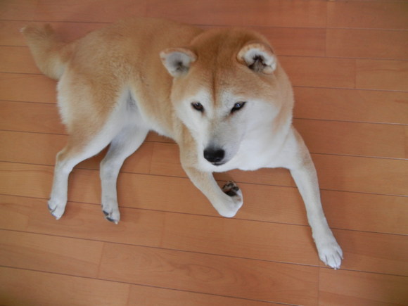 2012年1月21日(土)ユリカモメがいっぱい!_f0060461_16162535.jpg