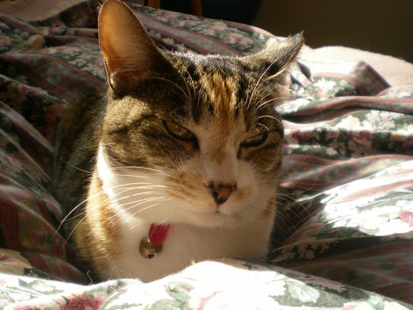2012年1月21日(土)ユリカモメがいっぱい!_f0060461_16193370.jpg