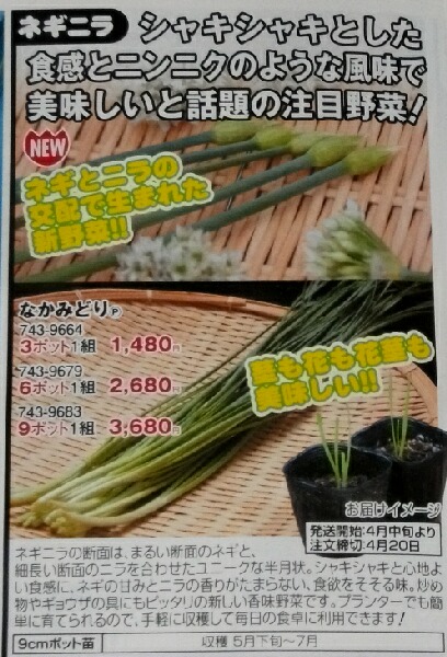 国華園さんのカタログ届きました ネギニラ ブルーベリーの育て方 栽培 ブルーベリー ノート Blueberrynote