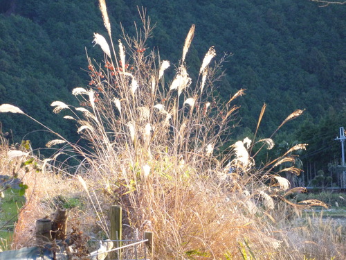 手織名古屋帯 リヨンの花② <工芸帯地 洛風林の帯>_d0159384_11531574.jpg