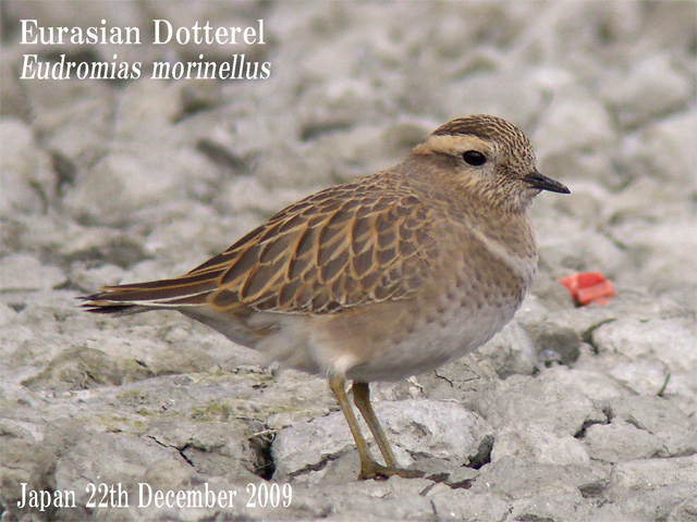 コバシチドリ　Eurasian Dotterel_c0071489_2202671.jpg