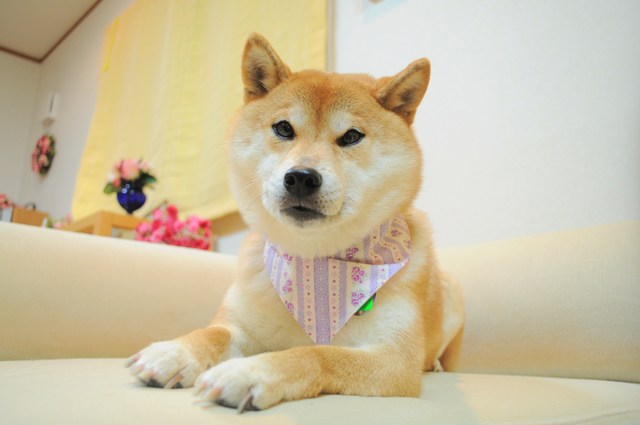 迷子になりませんように!_a0126590_6114319.jpg