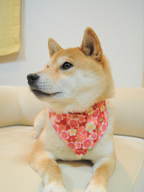 迷子になりませんように!_a0126590_6142622.jpg