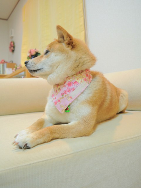 迷子になりませんように!_a0126590_6155520.jpg