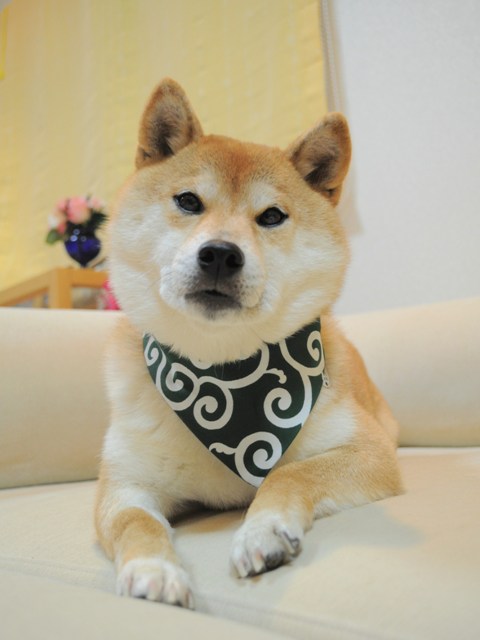 迷子になりませんように!_a0126590_6175296.jpg