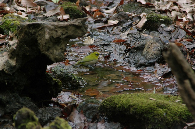 e0070891_10431512.jpg