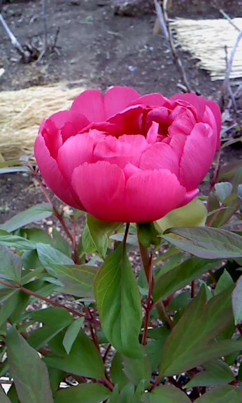 b0007895_1559136.jpg