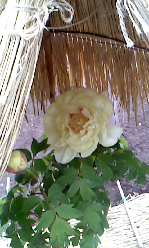 b0007895_15592584.jpg