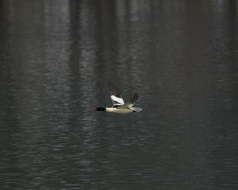 降下してくる白鳥たち_e0103903_18122158.jpg