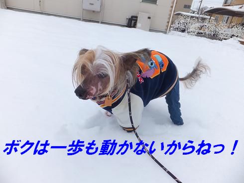 ♪雪やコンコン♪_f0179203_1213322.jpg