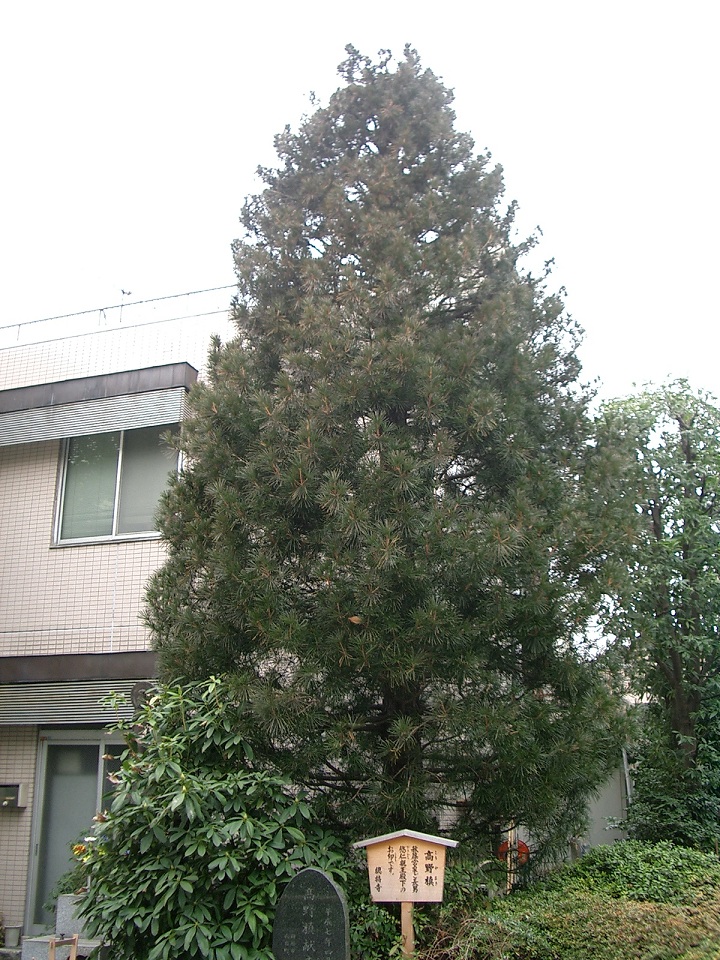 総持寺(田無不動尊)（東京都田無市）_c0219820_14291598.jpg