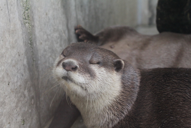 2011 07 30äº¬æ€¥æ²¹å£ºãƒžãƒªãƒ³ãƒ'ãƒ¼ã‚¯ã®ã‚«ãƒ¯ã‚¦ã‚½ å°ç†ŠçŒ«ãƒã‚¦ã‚¹