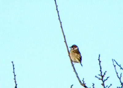 梅の梢のスズメ Tree Sparrow_f0206939_1554961.jpg