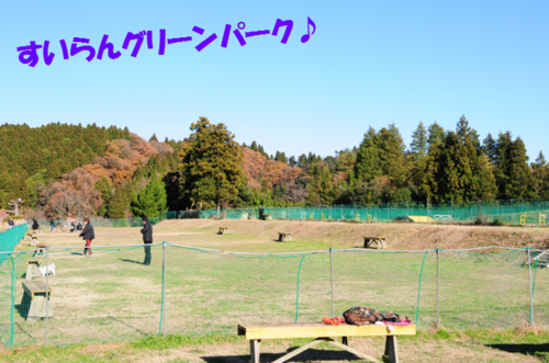 c0147241_18432627.png