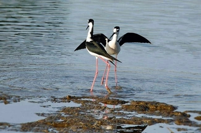 Black-necked Stilts #2_a0126969_316327.jpg