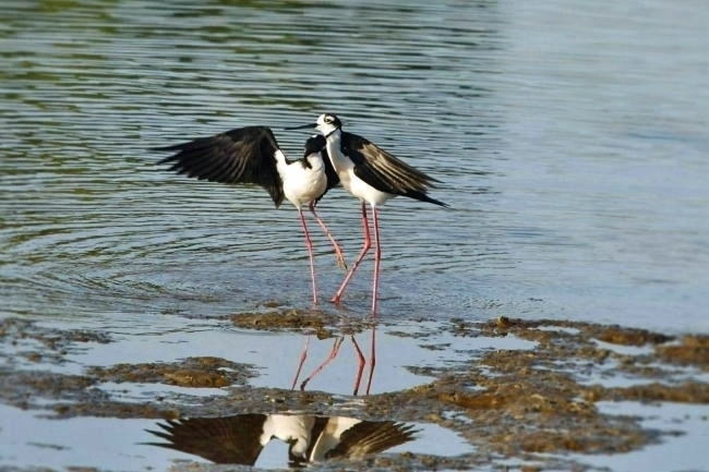 Black-necked Stilts #2_a0126969_3172785.jpg