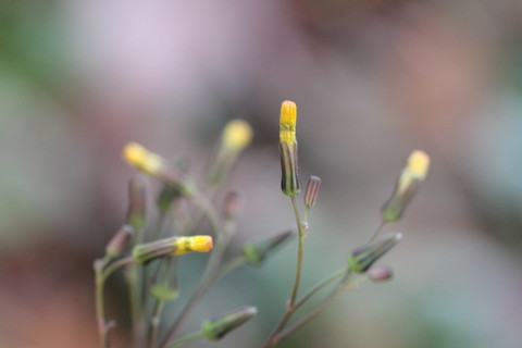 e0024081_13302148.jpg
