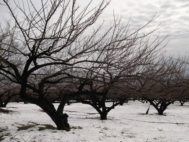 c0212083_20433.jpg