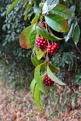 千早赤阪　紅いサネカズラ_c0229483_22243864.jpg