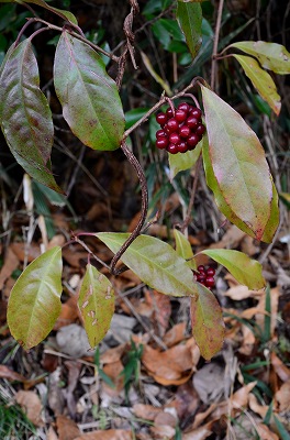 千早赤阪　紅いサネカズラ_c0229483_2225353.jpg