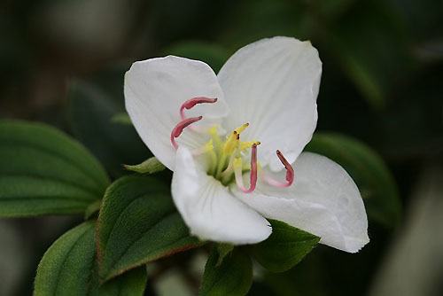 小笠原諸島に自生する花_f0030085_18163017.jpg