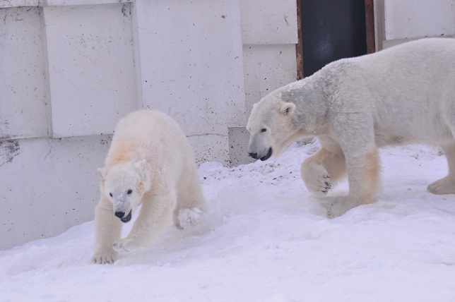 新雪の上でのララとアイラ　～　今日のアルバムの綴りより_a0151913_20333152.jpg