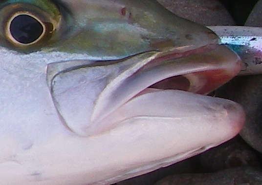 a0190318_1495855.jpg