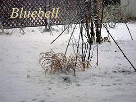 雪よりも白く　 ～ シクラメン・チモ ～_a0192918_88344.jpg