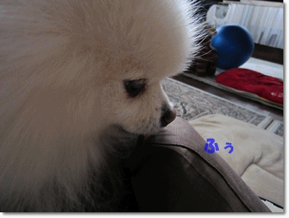 b0167519_14382469.gif