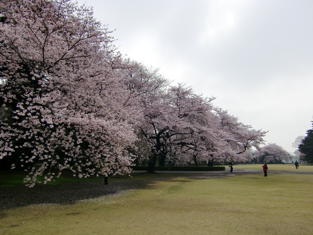 新宿御苑（東京都新宿区）_c0219820_13535779.jpg