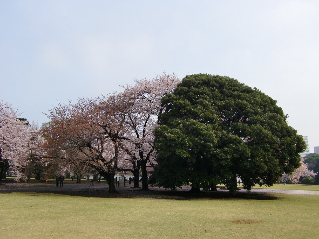 新宿御苑（東京都新宿区）_c0219820_13545110.jpg