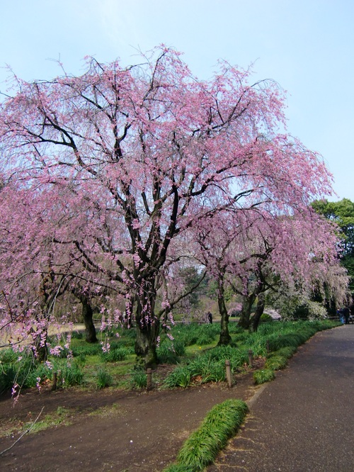 新宿御苑（東京都新宿区）_c0219820_13552651.jpg