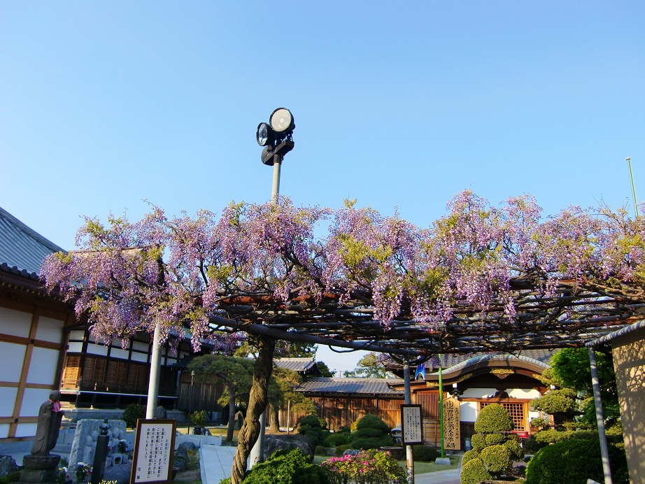 徳願寺（千葉県市川市）_c0219820_21402545.jpg