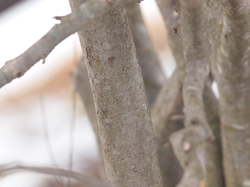 ウメモドキの樹とツグミ_c0085622_22454048.jpg