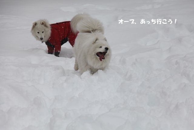 思いがけず雪祭りでわっしょーい！_最終回_f0234023_23172528.jpg