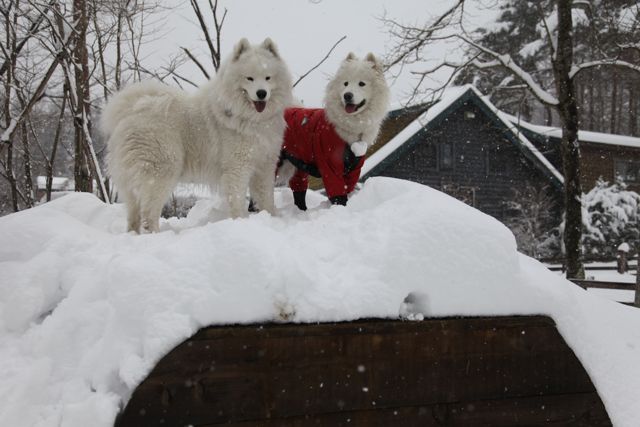 思いがけず雪祭りでわっしょーい！_最終回_f0234023_23173179.jpg