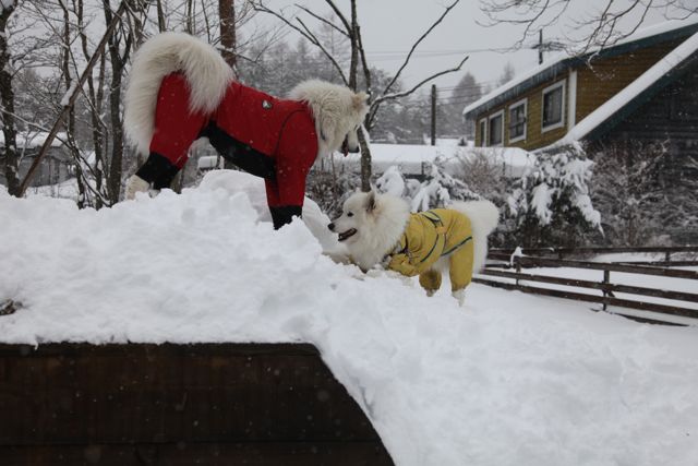 思いがけず雪祭りでわっしょーい！_最終回_f0234023_231831.jpg