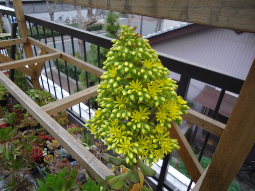黒法師の花 ミドリ 黒法師の花 ミドリ