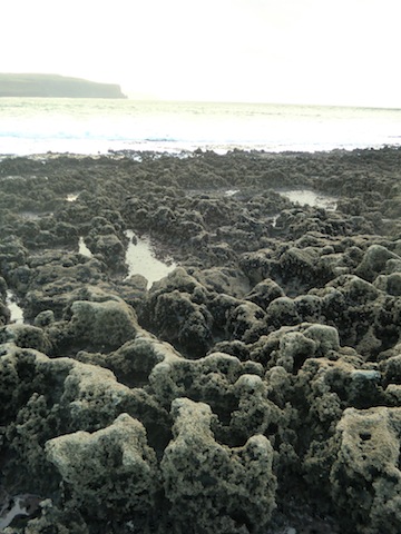 c0170236_37990.jpg