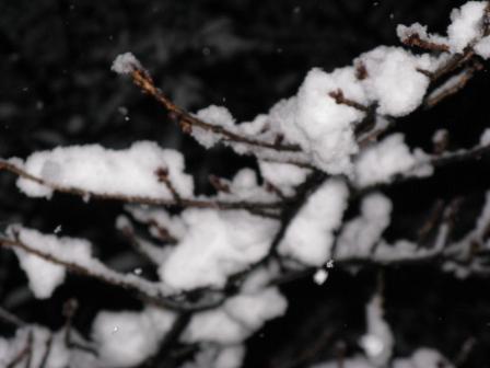 桜の木に雪の花　満開_f0221337_22532571.jpg