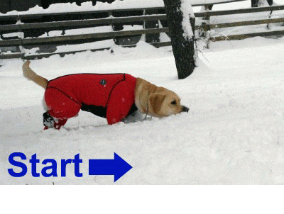a0142343_1303897.gif